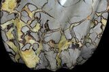 LB Polished Septarian Flame - US Shipping Included #39065-2